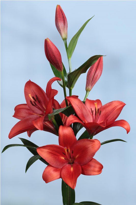 Stargazer Lily (800x800), Png Download
