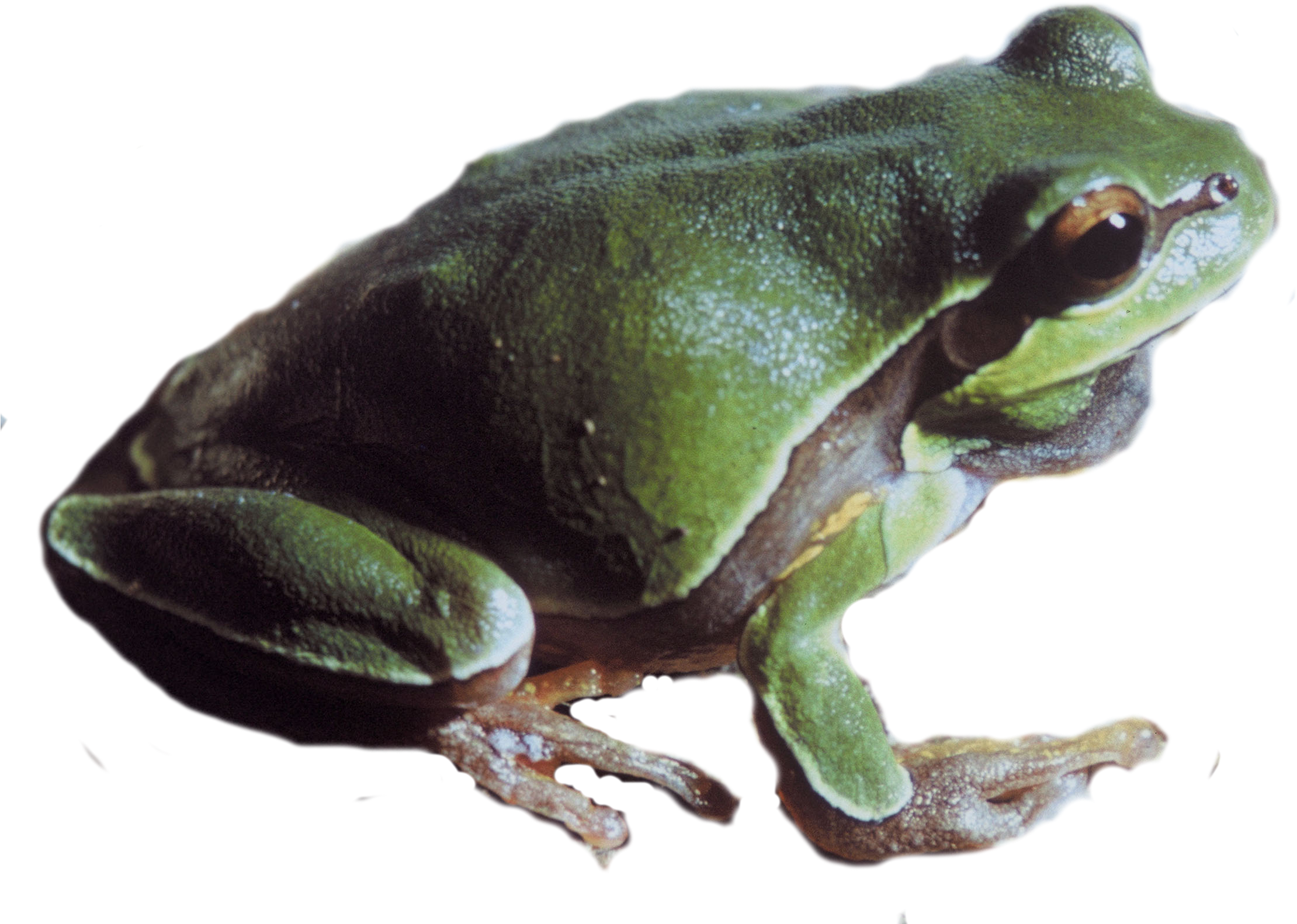 Pine Barrens Tree Frog Png - Pacific Tree Frog Png (2314x1704), Png Download