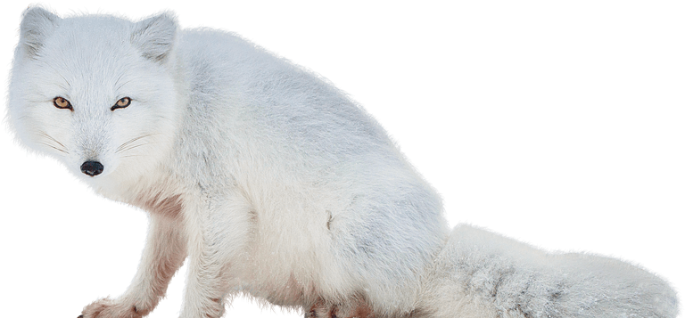Arctic Fox Png (815x560), Png Download