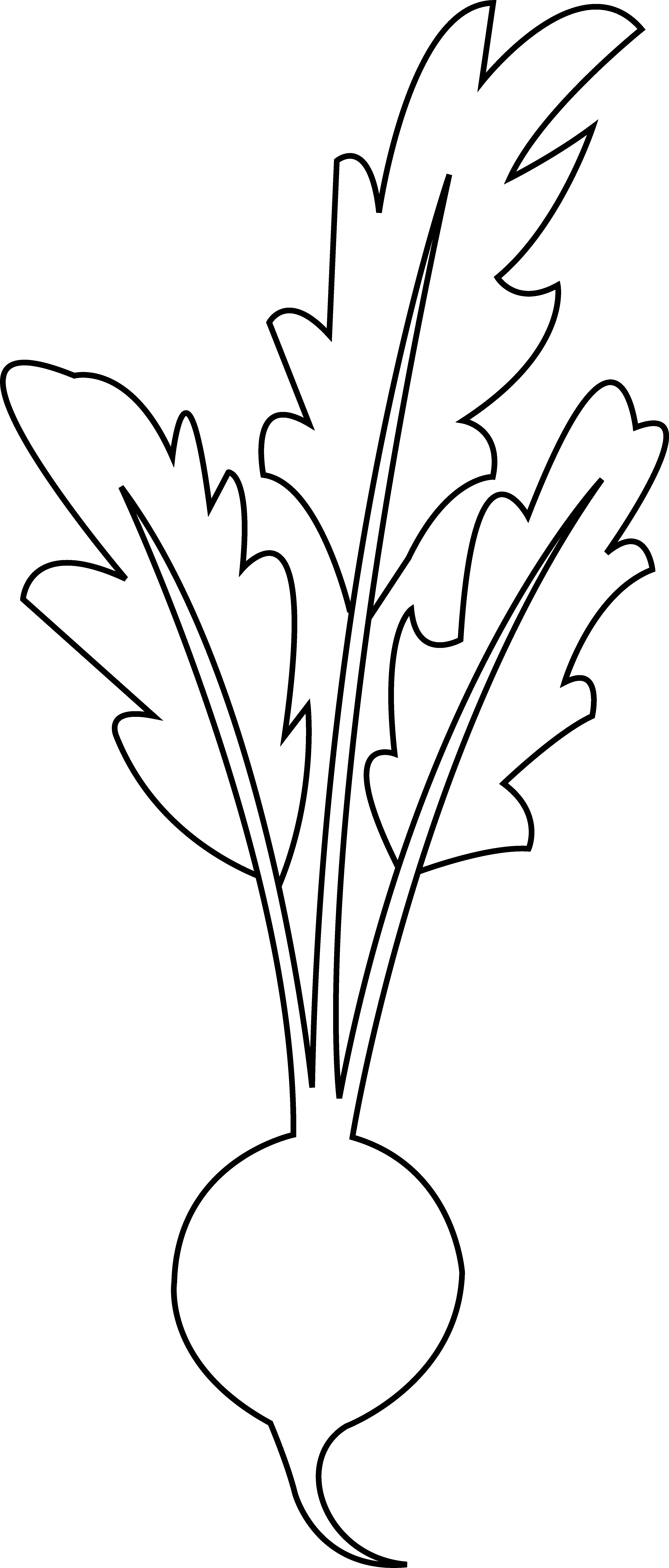 Clip Art Freeuse Line Of Floor Cloth Project Pinterest - Beet Black And White Clipart (3882x9097), Png Download