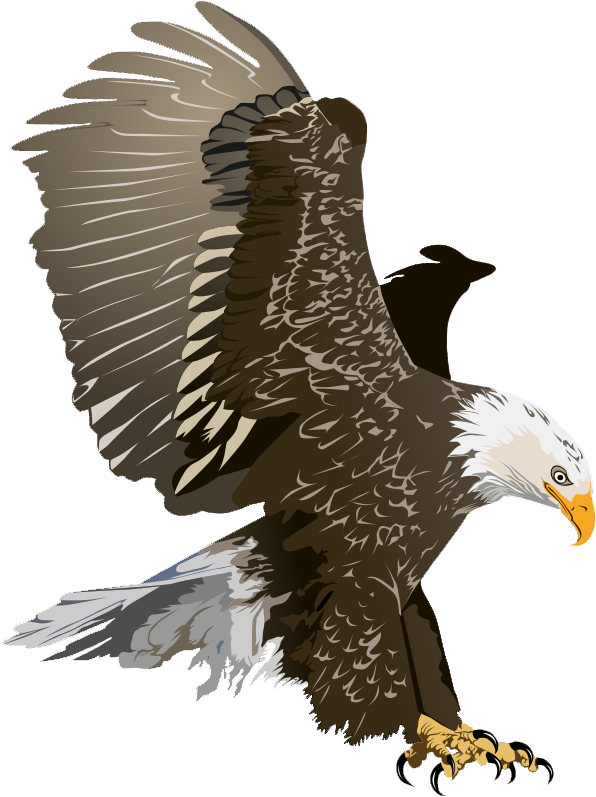 Realistic - Bald Eagle Free Clipart (681x855), Png Download
