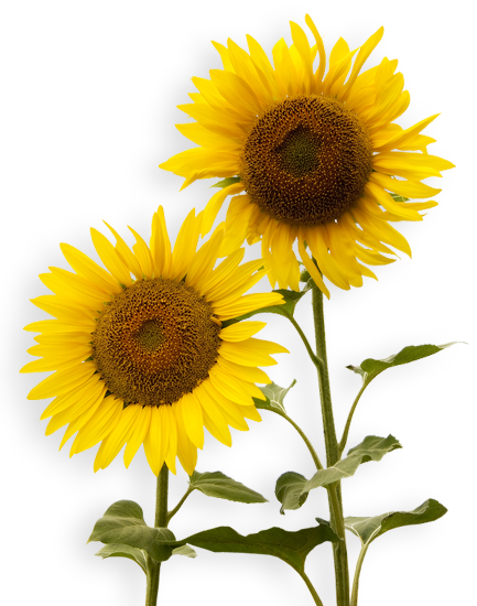 Download - Sunflower .png (433x550), Png Download