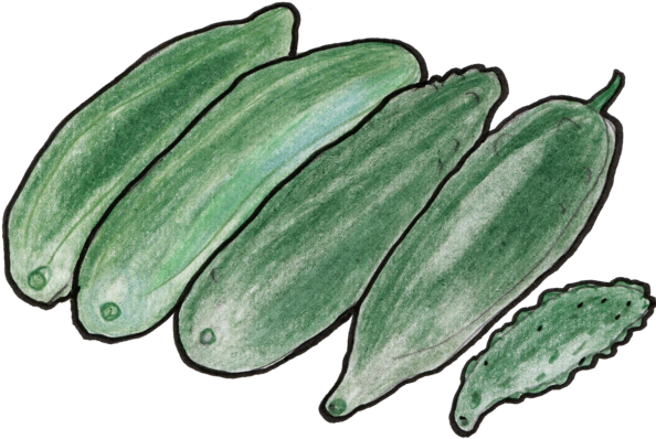 Saba Banana (600x407), Png Download