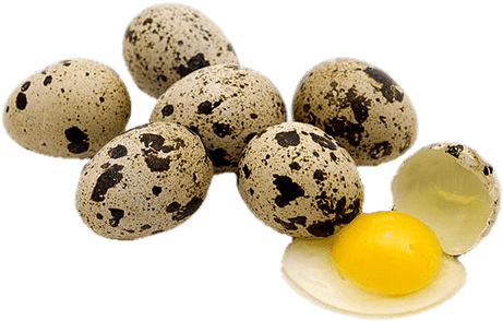 Quail Eggs Png - Quail Egg (600x399), Png Download