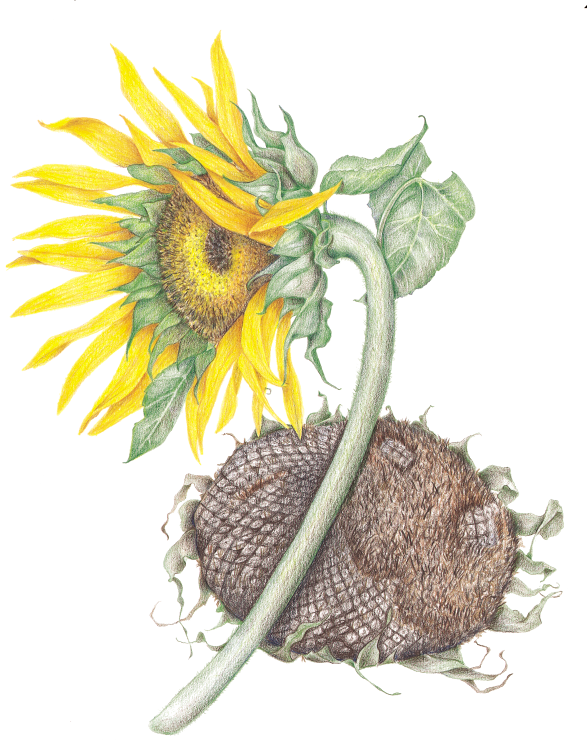 Sunflower (587x745), Png Download