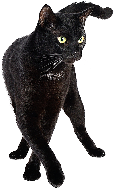 End Of Life Care - Bombay Cat Png (414x674), Png Download