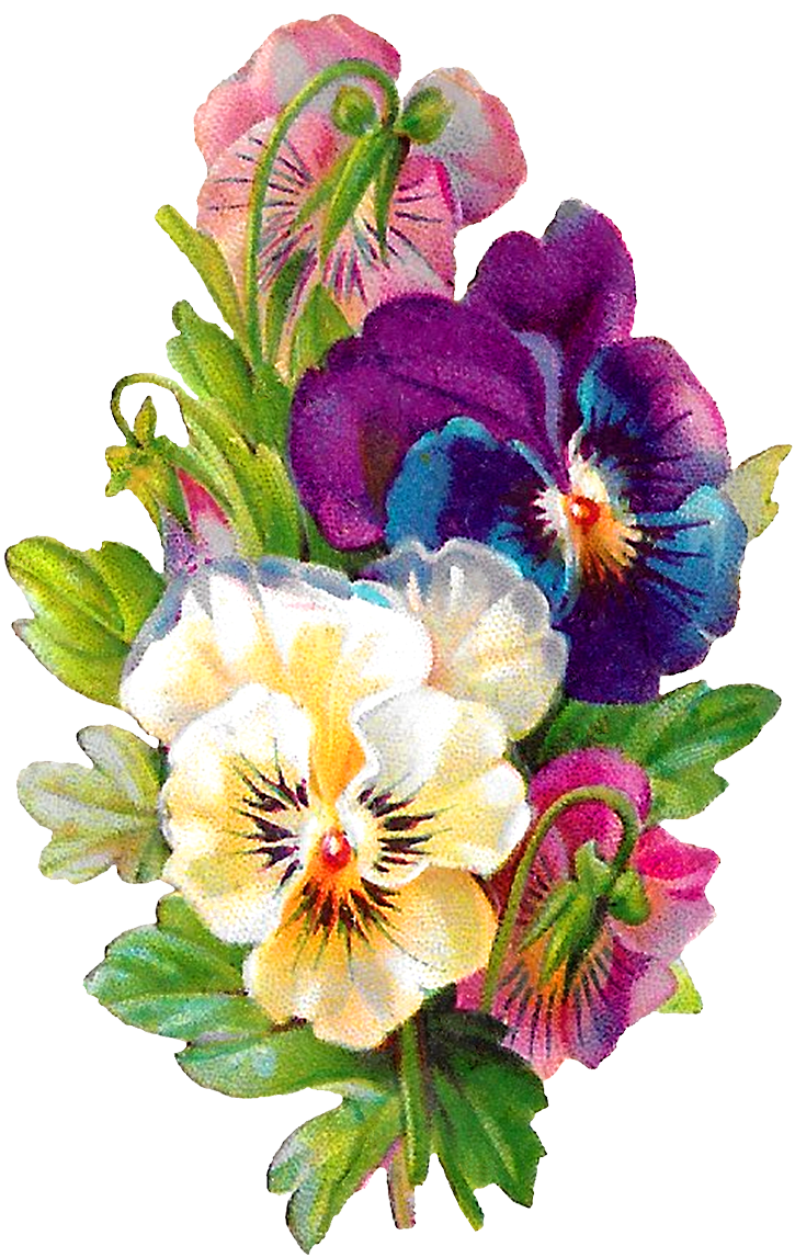 Carolyn Iott On Twitter - Pansy Flower Clipart (768x1200), Png Download