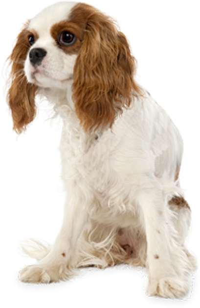 Cute Puppy Png - Cavalier King Charles Spaniel Transparent Background (600x653), Png Download