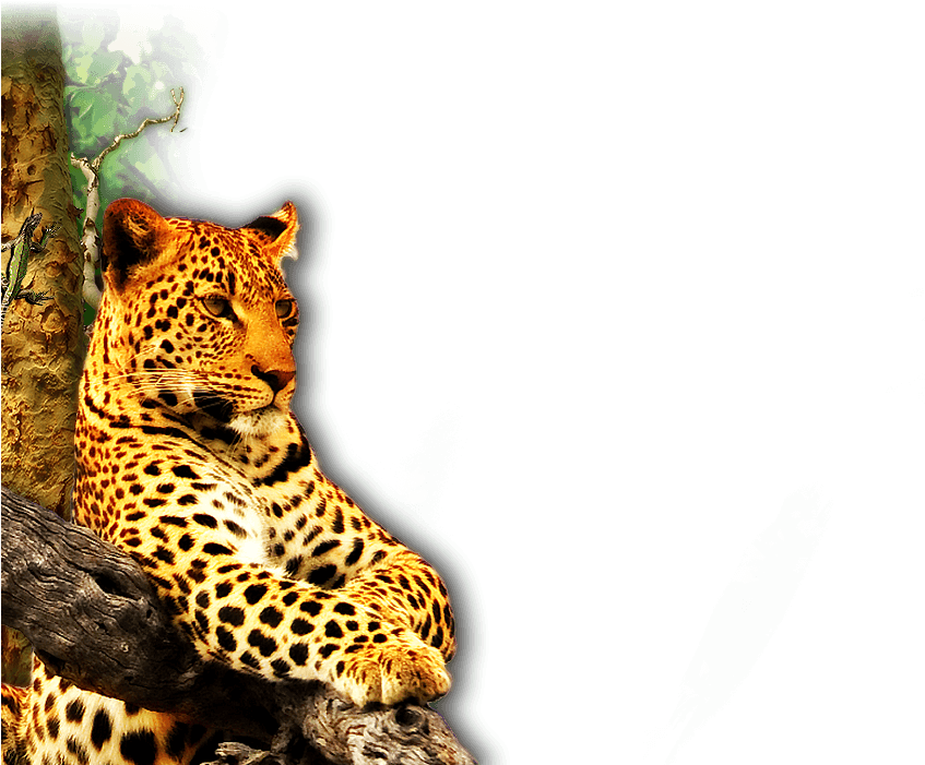 St Lucia Accommodation, Luxury Accommodation In St - Leadership E Carisma. Come Riconoscere E Sviluppare (1440x700), Png Download