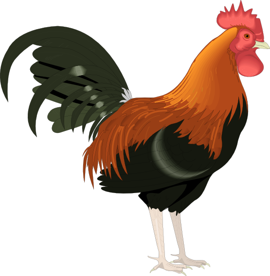 Hen Clipart 2 Chicken - Rooster Clipart (555x569), Png Download