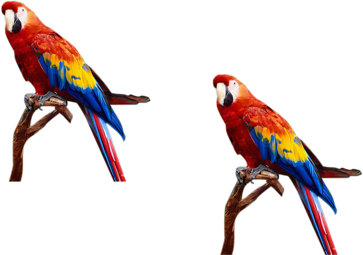 Birds For Photoshop - Png Images For Photoshop (1600x1067), Png Download