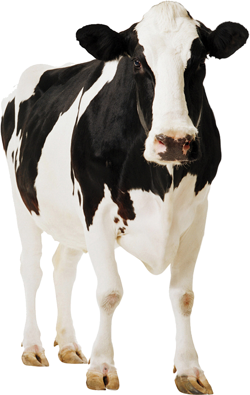 Go To Image - Cow Png (1400x1494), Png Download