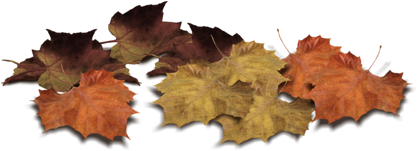 Format - Png - Leaves On Ground Photoshop (1024x746), Png Download