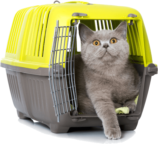 Transportín Gatos Vetplan Facebook - Transportin Gato (618x500), Png Download