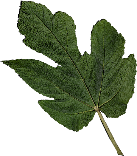 Gambel Oak (800x600), Png Download