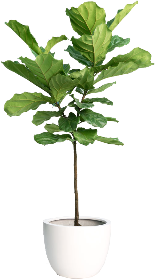 Fiddle Leaf Fig Tree - Loomstead Linen Duvet Set - White, King (503x954), Png Download