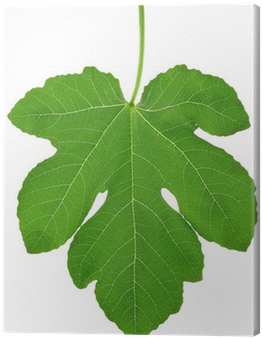 Fig Leaf (400x400), Png Download