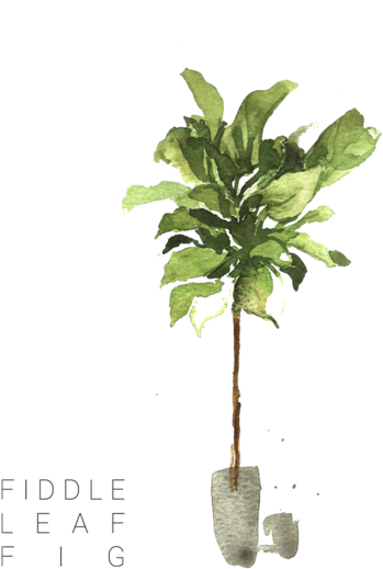 Ficus Lyrata - Fiddle-leaf Fig (1000x523), Png Download