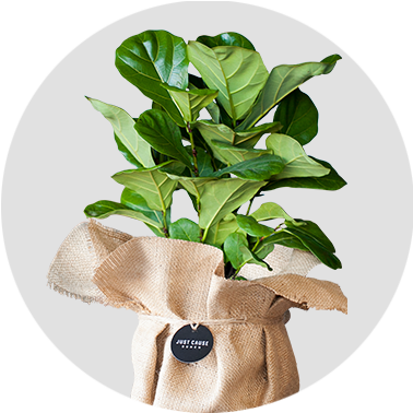 Bambino Fiddle Leaf Fig - Fiddle-leaf Fig (378x378), Png Download