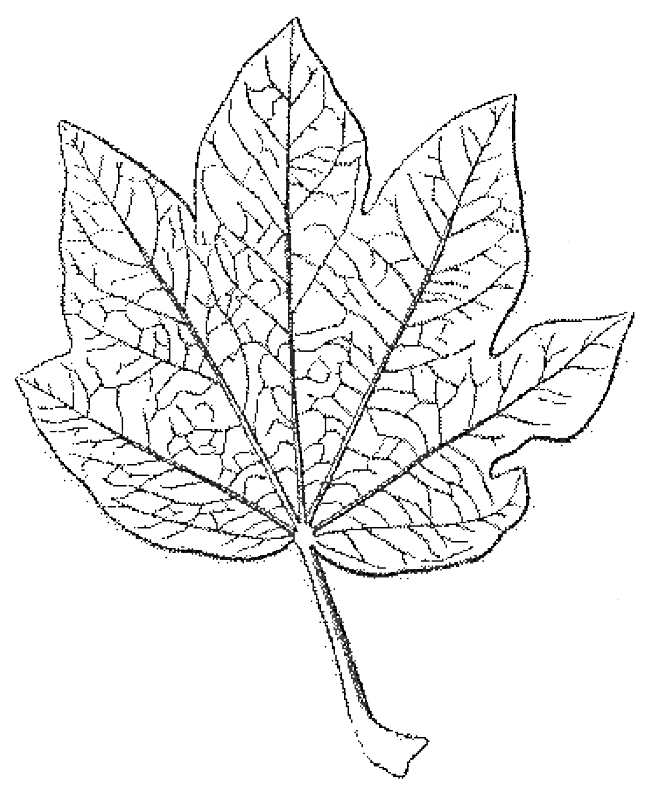 File - La Nature - 1877 - S2 - P124 - Les Périodes - Line Art (654x794), Png Download