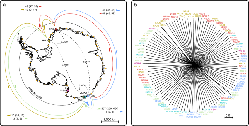 Drift And Mixing Concur To Keep A High Degree Of Worldwide - Emperor Penguin (850x432), Png Download