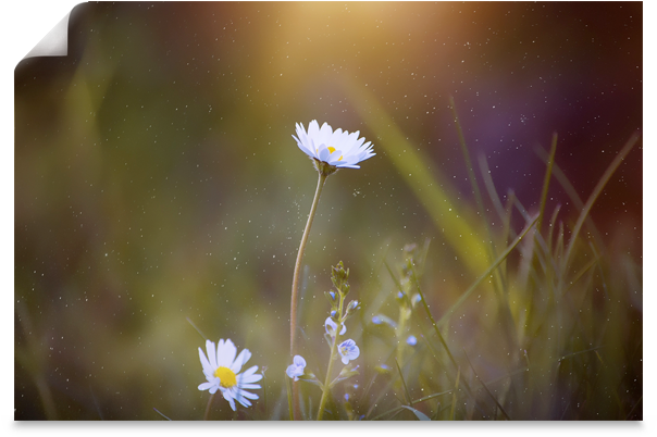 Mural-autoadherible - White Daisy Ipad Sleeve (800x600), Png Download