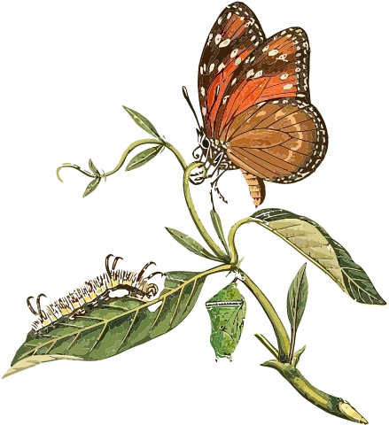 Danaus Eresimus Clip Art - Buyenlarge 'surinam Butterflies Moths And Caterpillars' (566x800), Png Download