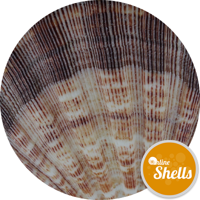 Lion - Coffee Table (395x395), Png Download