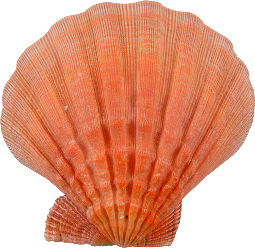 Lion (1100x1100), Png Download