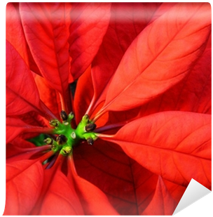 Fiore Stella Di Natale Primo Piano-poinsettia Christmas - Piano (400x400), Png Download