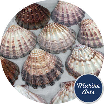 Lion - De Marchi (395x395), Png Download