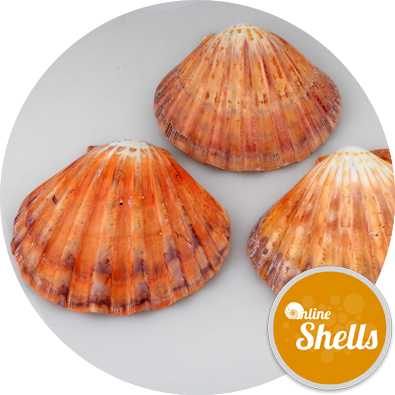 Polished - Pectinidae (395x395), Png Download