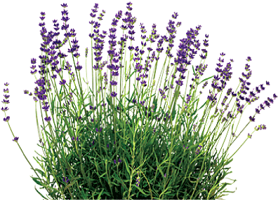 Download Lavender PNG Image with No Background - PNGkey.com
