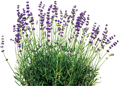 Download Lavender Png Image With No Background Pngkey Com