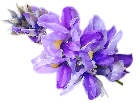 Healthy, Ageless Flourishing Is Now Possible - Artificial Flower (450x341), Png Download