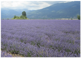 Roes Of Lavender Plant - English Lavender (400x400), Png Download
