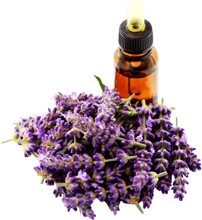 Lavender Oil - Lavender Oil Transparent (474x500), Png Download