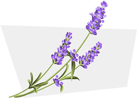 Linalool - Lavender White Background (500x500), Png Download