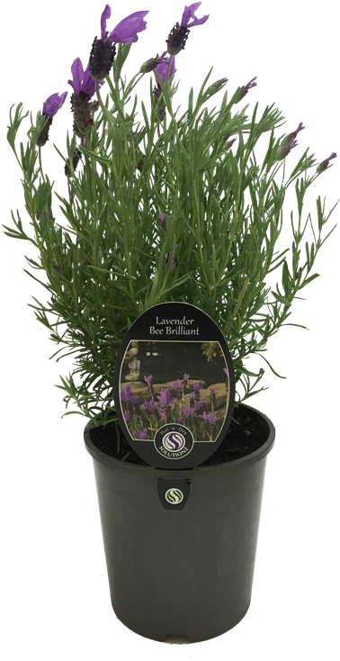 9l Lavender Bee Brilliant - Lavender (800x800), Png Download