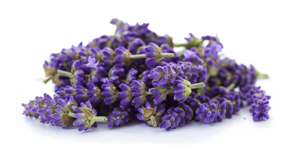 Lavender Png - Essential Oils 100% Pure Natural Therapeutic Grade (1000x666), Png Download