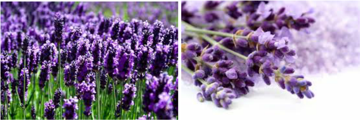 Wash It Wednesday Scentsy (729x243), Png Download