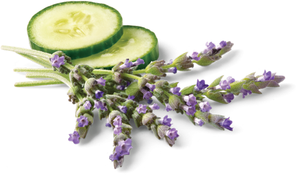 Derived From Lemongrass Plant - Avalon Organics Ultimate Moisture Cream, Lavender Renewal (600x600), Png Download