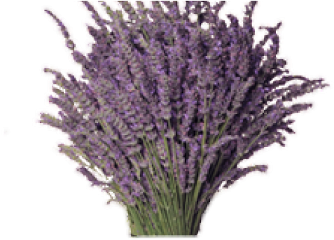 Lavender Clipart Transparent Background - Portable Network Graphics (640x480), Png Download