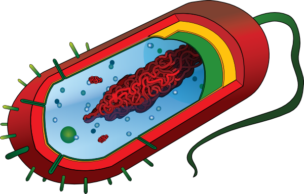 Bacterial Cell No Labels Svg Clip Arts 600 X 384 Px (600x384), Png Download