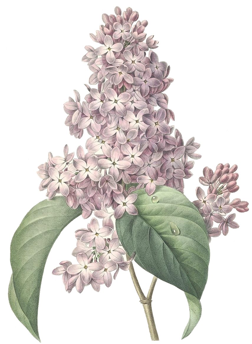 Png Tree - Botanical Maine Flower Prints (1200x1200), Png Download