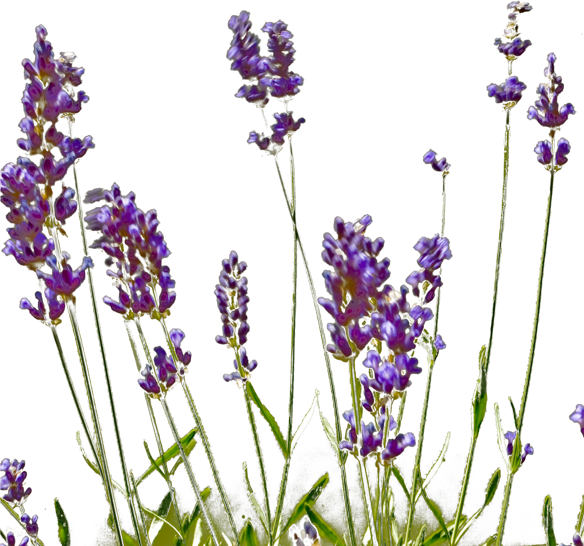 English Lavender (2000x2000), Png Download
