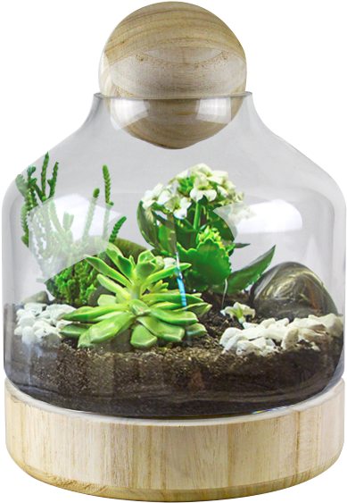 Glass Dome W/ Wood Base And Stopper H - Terrarium Wood Base (600x600), Png Download