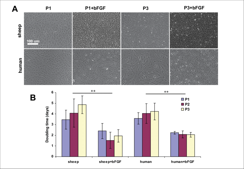 Effect Of Bfgf On Sheep And Human Auricular Chondrocyte - Diagram (850x590), Png Download