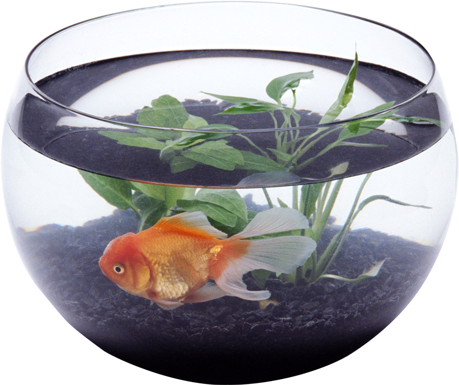 Fish In Aquarium Png (1050x900), Png Download