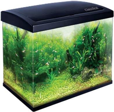 Aquarium (800x400), Png Download